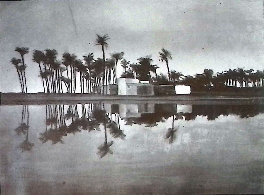 bengasi-il-palmeto-di-sabu