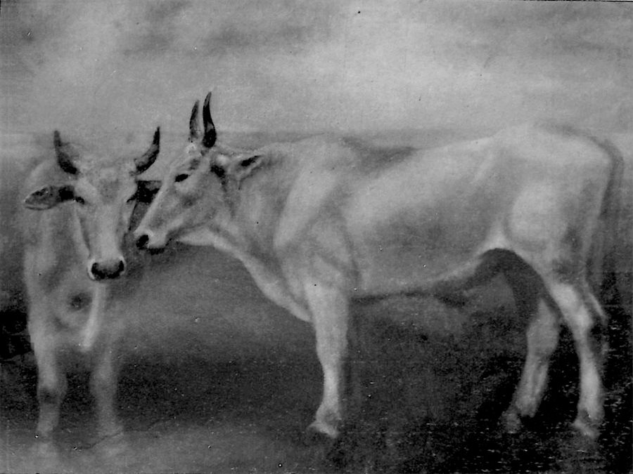 giovenchi-della-maremma-toscana