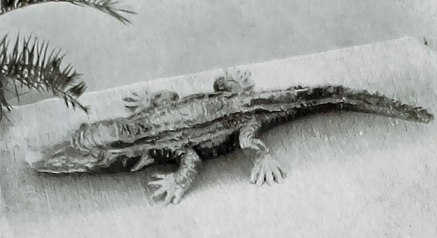 coccodrillo