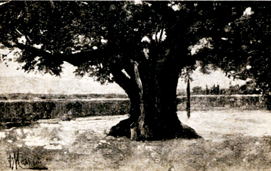 la-quercia-gigantesca-della-vila-demidoff-di-quarto