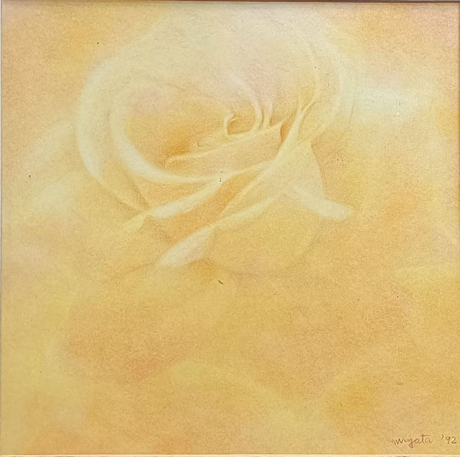 miyata-h-rosa-gialla