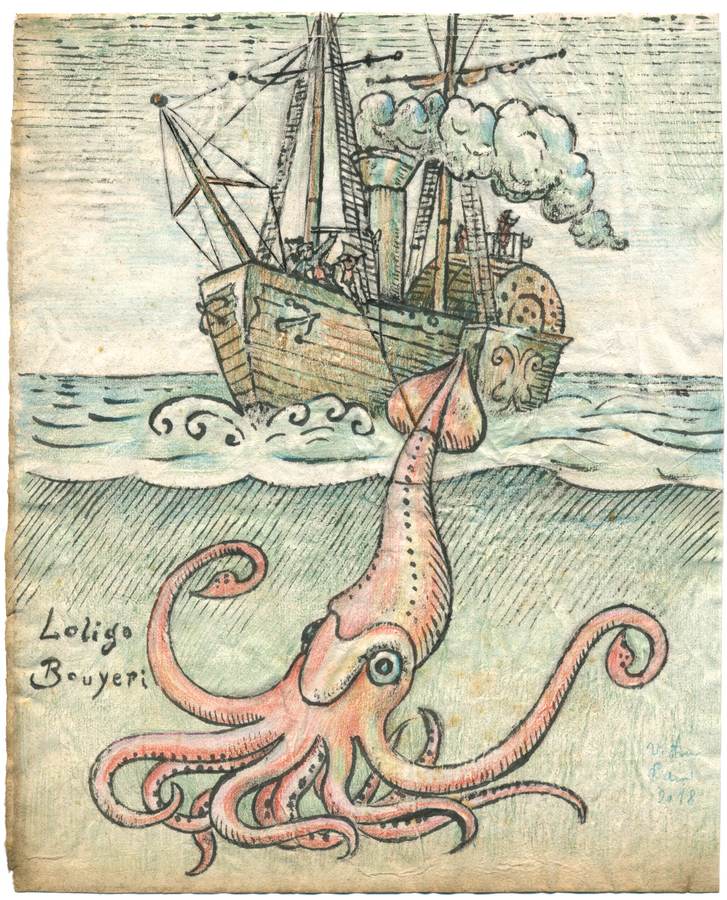 il-calamaro-gigante-loligo-bouyeri