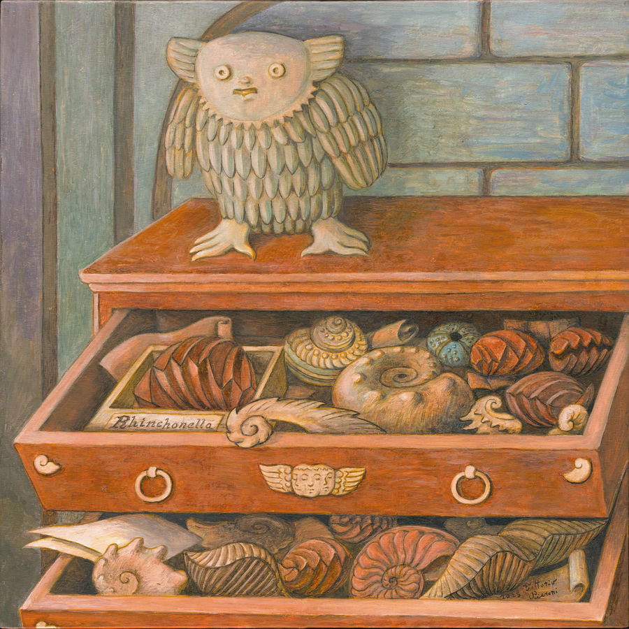 la-collezione-di-conchiglie-fossili