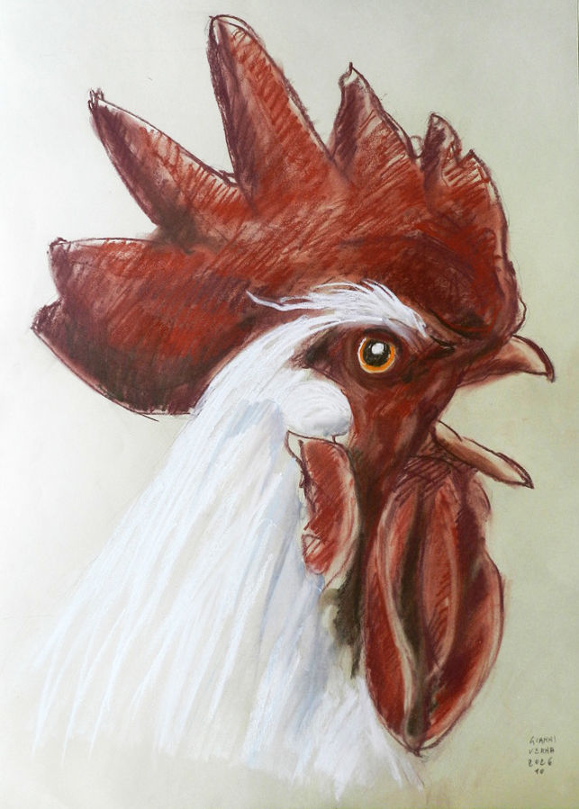 verna-testa-di-gallo-5