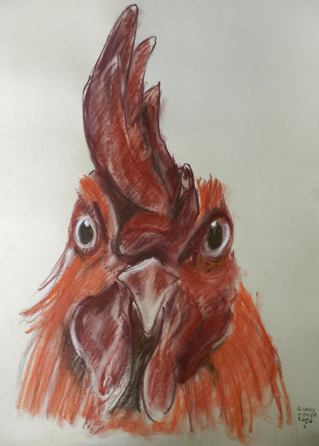 verna-testa-di-gallo-1