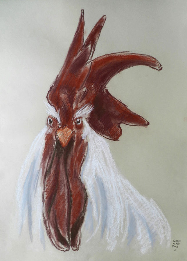 verna-testa-di-gallo-2