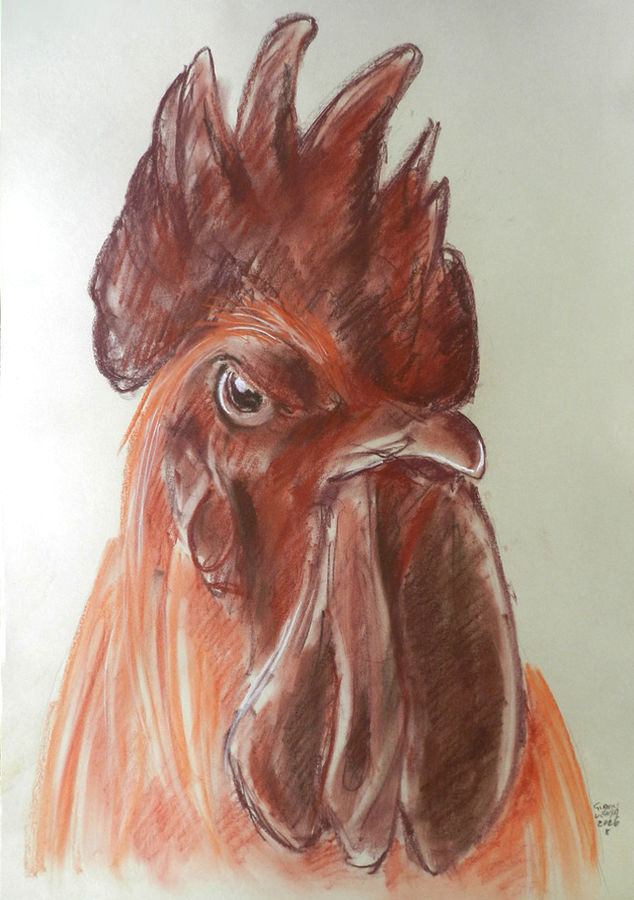 verna-testa-di-gallo-3