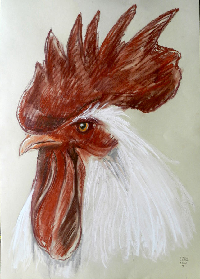 verna-testa-di-gallo-4