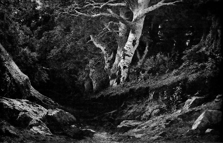 nel-bosco