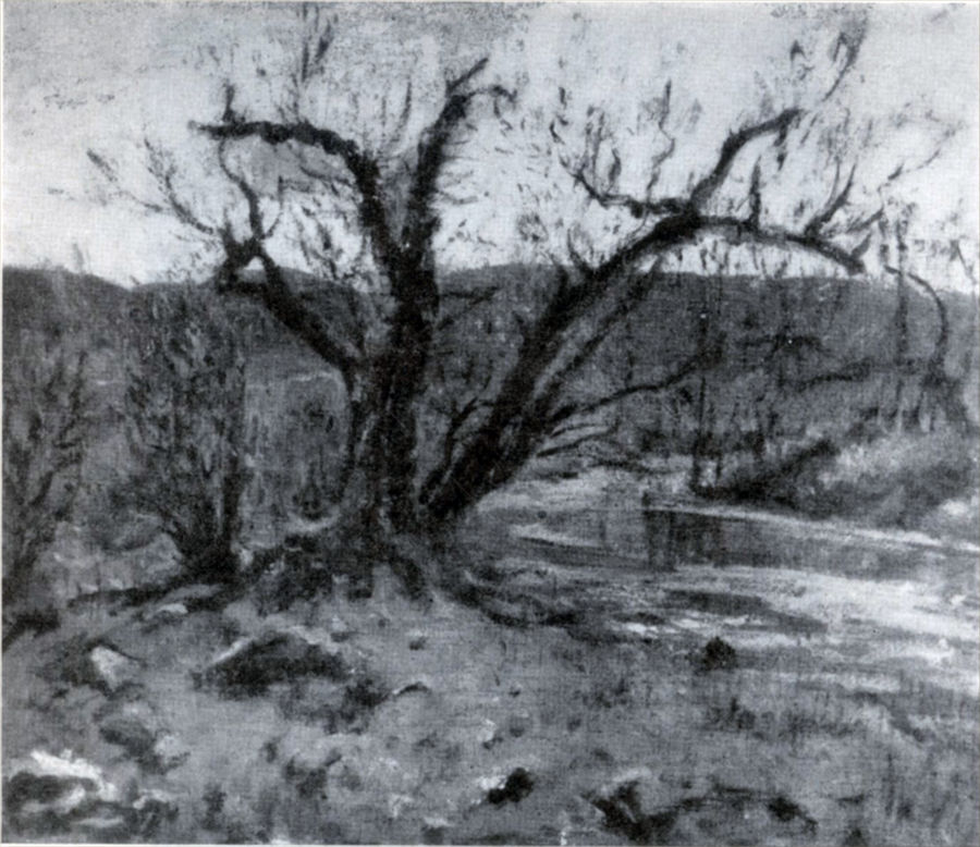 ruscello-ed-albero-secolare-cordoba-y-sus-sierras